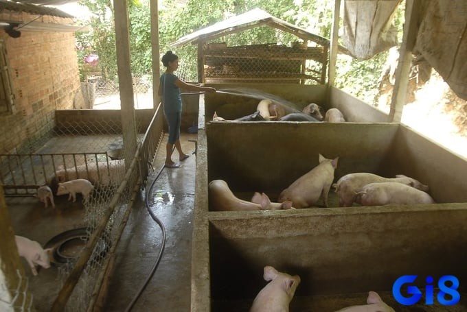Mơ chuồng lợn là điềm báo về một vụ mùa bội thu